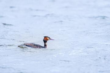 Great crested grebe (Podiceps cristatus) swimming on lake