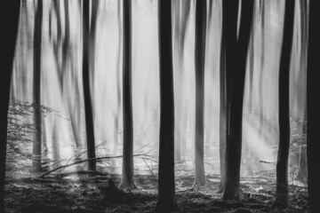 Mystical wood in the foggy morning