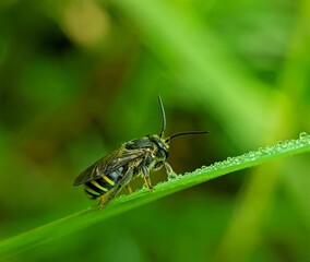 Bee on leaf