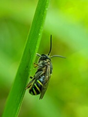 bee on a leaf