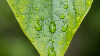 雨上がりの雫が残った木の葉