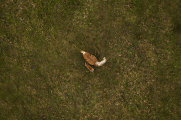Birds eye view of horse breastfeeding it's colt on pasture,