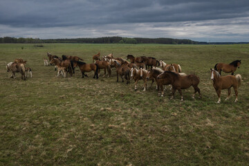 Horses walking in a line on pasture, drone view of green landscape with a herd of brown horses.