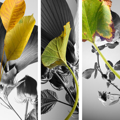 vertical compositions of black and white flowers and green foliage, tribtych.