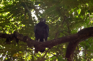 Adult vulture perched on a tree branch
