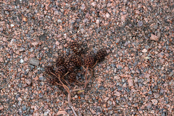 Small granite chips with a dry branch with a bunch of cones