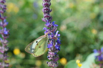 A beautiful butterfly in wild flowers. Insects in nature.