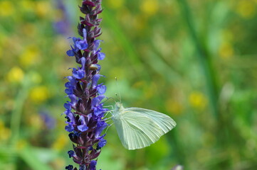 A beautiful butterfly in wild flowers. Insects in nature.