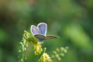 A butterfly in wild flowers. Vivid images of nature.