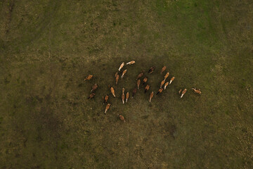 Birds eye view of horses grazing on pasture