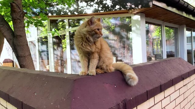 Gorgeous red tabby cat observing the street on a beautiful sunlit day outdoors
