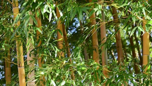 ちょっと珍しい黄色い色の竹、これは黄金竹とか金明孟宗竹（キンメイモウソウチク）と呼ばれる珍しい種類です。