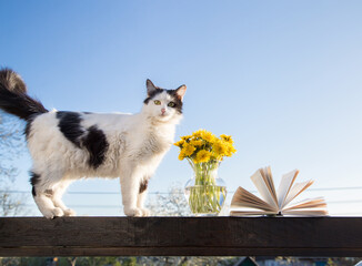 bouquet of blooming dandelions in a vase, open books and a domestic black and white cat standing on a wooden railing against the sky. Relax in the company of beloved pet