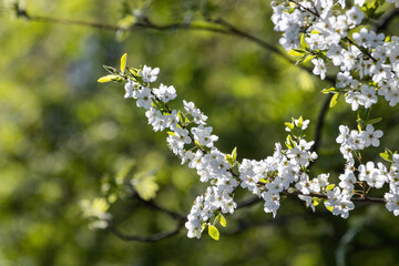 Cherry blossom branch on green background