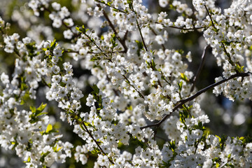 Background of cherry blossom flowers in the bright sun