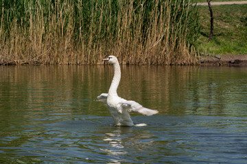 Bird Mute swan (Cygnus olor) spread its wings and runs along the water of the lake against the background of old reeds, Water birds of Eastern Europe, Moldova