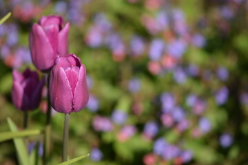 Violet tulips in spring garden, spring garden colorful bokeh background as space for text on right.