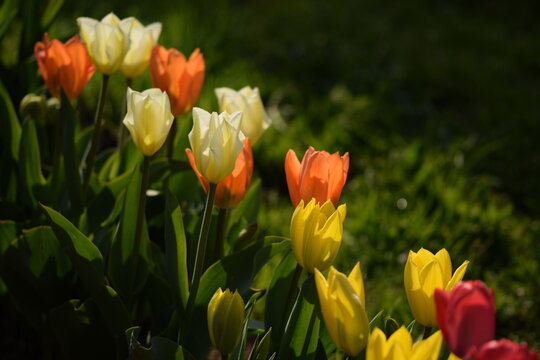 Colorful tulips in sunshine, mixed tulips background, spece for text, horizontal.

