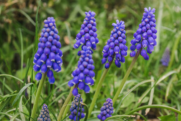 Bush of flowers Muscari armeniacum. Spring flowers.