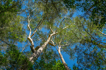The Watagans, Cessnock, NSW, Australia