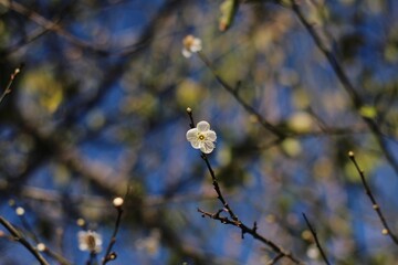 flower, branch of a tree