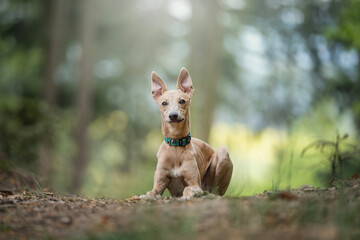 Sighthound mix breed dog amazing portrait 