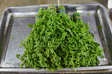 Fresh paco fern leaf in metal baking pan