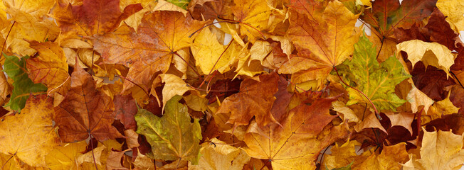 Multicolored yellow, orange, red and green dried maple leaves on a wooden background. Autumn concept. Wide view