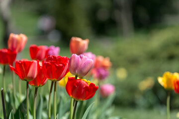 bright day, spring - scene with tulips and green space