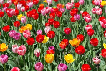 Fototapeta premium field of tulips