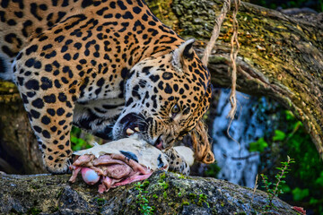 jaguar meal