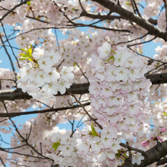 ornamental tree blossoms in spring