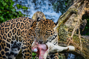 jaguar in zoo