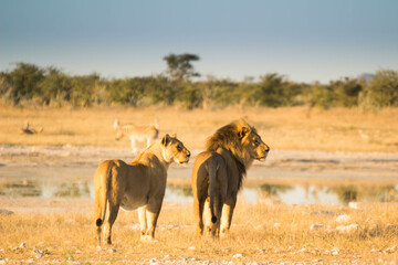 Löwen Namibia