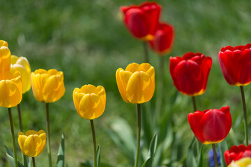 Fototapeta premium yellow and red tulips in the sun (on a green background)
