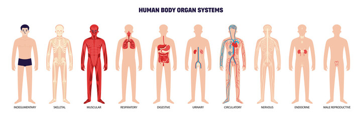 Human Body Organ System White Icon Set - obrazy, fototapety, plakaty