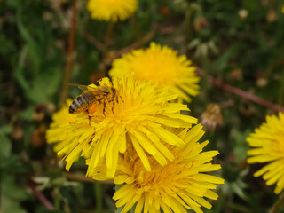 A honey bee collects nectar and pollen from yellow dandelion flowers. Pollination of plants. A yellow dandelion in a meadow pollinated by a bee.