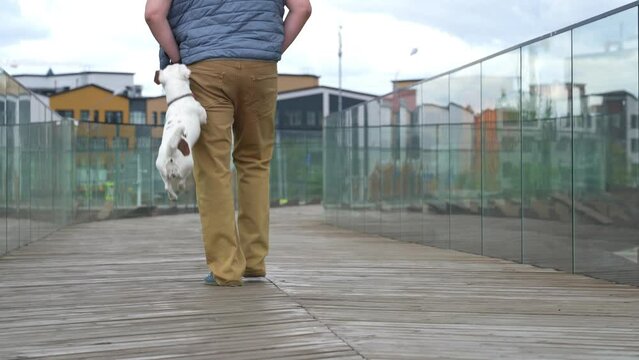 The white dog calls the owner to play