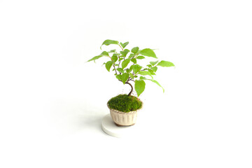 Fototapeta na wymiar Potted Plant, Small Bonsai Tree