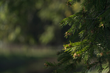 Closeup of green fir tree with copy space
