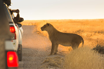 Lion Namibia Car - obrazy, fototapety, plakaty