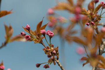 cherry blossom buds with red leaves in spring