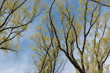 branches of willow trees against sky in spring