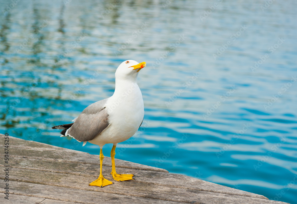 Wall mural Sea gull on a wooden pier close to the water, looking up in the sky