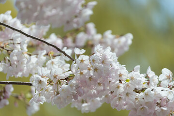 ornamental tree blossoms in spring