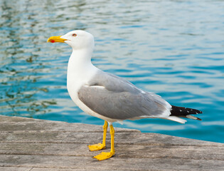 Obraz premium Birds. Seagull on a pier close to the water