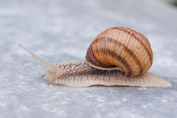 Grape snail isolated on gray background. Snail in a shell close-up