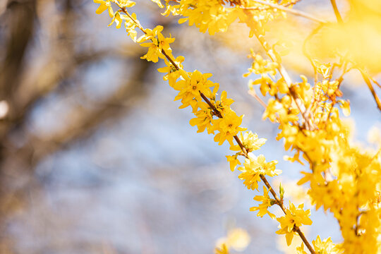 Forsythien 