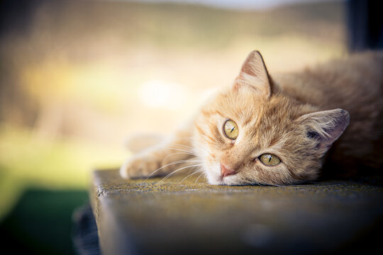 Katze