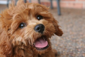 Happy Kavoodle, dog